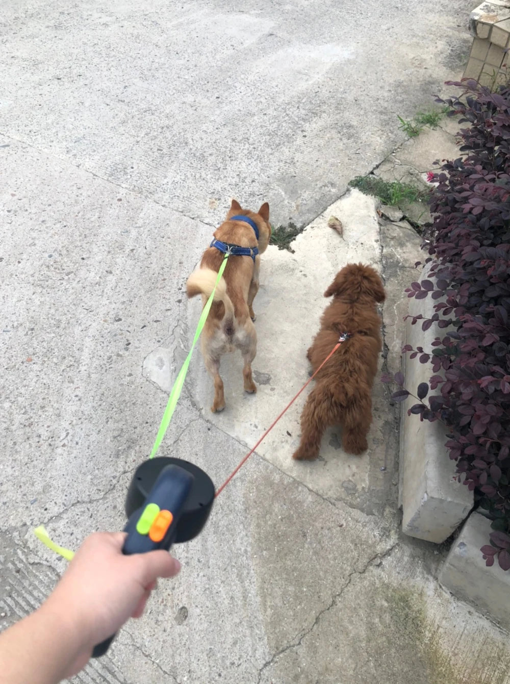 3m Retractable Dual Dog Lead